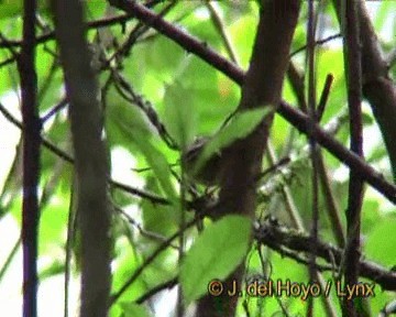 Rufous-winged Fulvetta - ML201252081