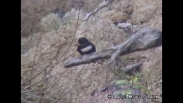 Golondrina Fajiblanca - ML201252151