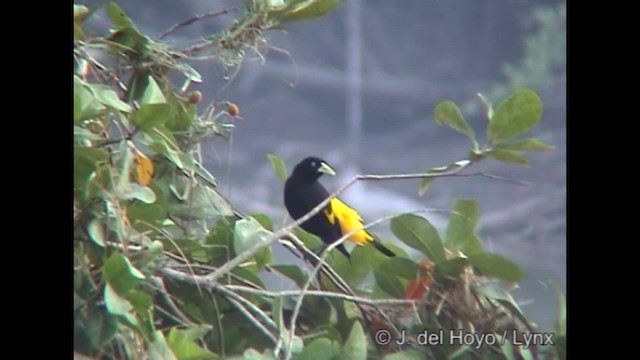 Yellow-rumped Cacique (Amazonian) - ML201252161