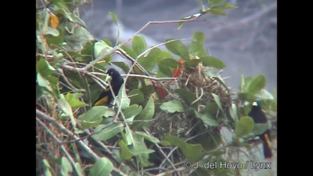 Yellow-rumped Cacique (Amazonian) - ML201252171