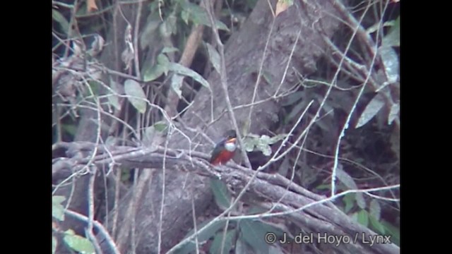 Green-and-rufous Kingfisher - ML201252191