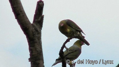 African Green-Pigeon (African) - ML201252281