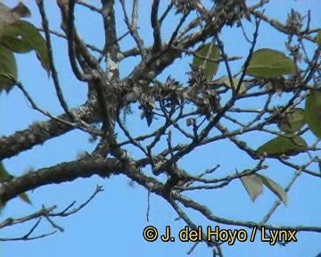 Mrs. Gould's Sunbird (Scarlet-breasted) - ML201252291