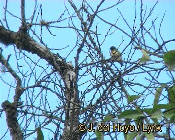 Fire-breasted Flowerpecker - ML201252301