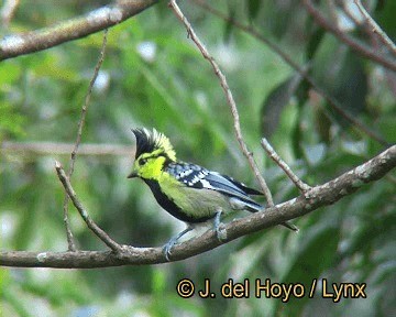 Yellow-cheeked Tit - ML201252311