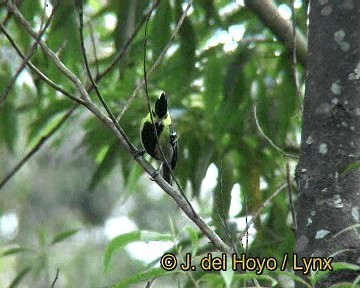 Mésange à dos tacheté - ML201252321