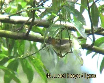 Whiskered Yuhina - ML201252331