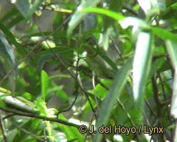 Whiskered Yuhina - ML201252341