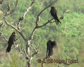 Eleonora's Falcon - ML201252371