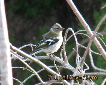 アフリカズアオアトリ　(africana) - ML201252411