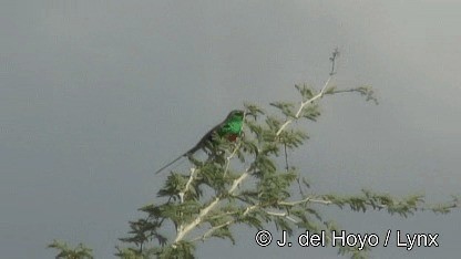 Beautiful Sunbird - ML201252471