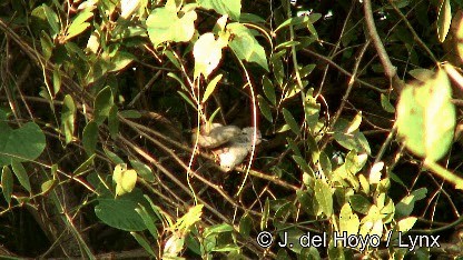 Apalis grise - ML201252511