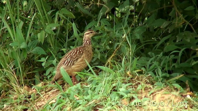 Crested Francolin (Crested) - ML201252541