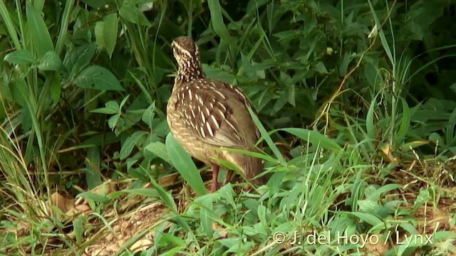 Francolin huppé (groupe sephaena) - ML201252551