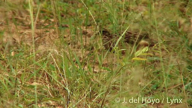 Crested Francolin (Crested) - ML201252561