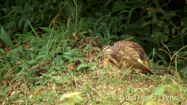 Francolin huppé (groupe sephaena) - ML201252571