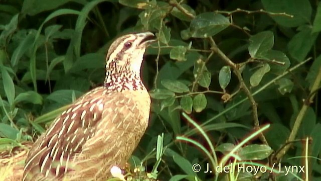 Francolin huppé (groupe sephaena) - ML201252581