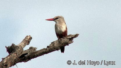 Gray-headed Kingfisher - ML201252591