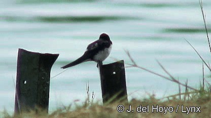 Wire-tailed Swallow - ML201252601