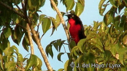 Bubú Cabecinegro - ML201252621