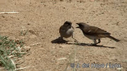 Northern Gray-headed Sparrow - ML201252681