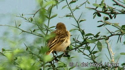 Tisserin à dos d'or - ML201252691