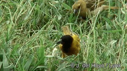 Black-headed Weaver - ML201252701