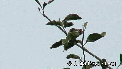 Yellow-fronted Tinkerbird - ML201252721