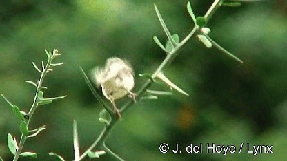 Serín Culiblanco - ML201252731