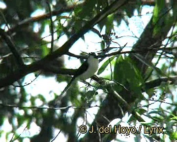 Black-backed Sibia - ML201252801