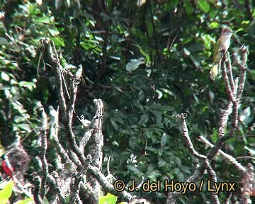 Mountain Bulbul - ML201252811