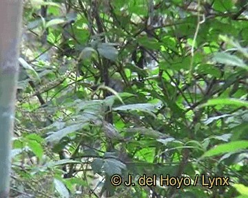 Gray-headed Parrotbill - ML201252821