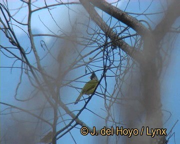 Bulbul Picogrueso - ML201252841