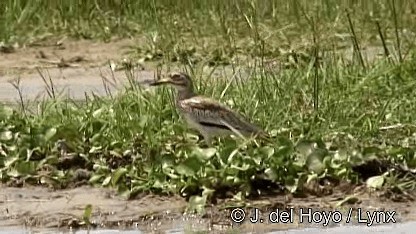 Oedicnème vermiculé - ML201252861