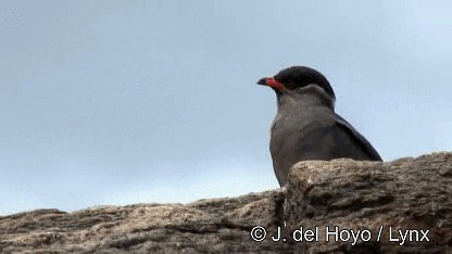 Rock Pratincole (White-naped) - ML201252881