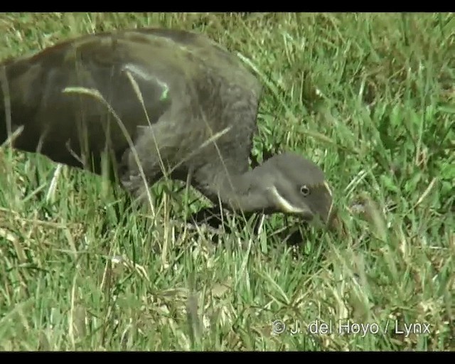 Hadada Ibis - ML201252901