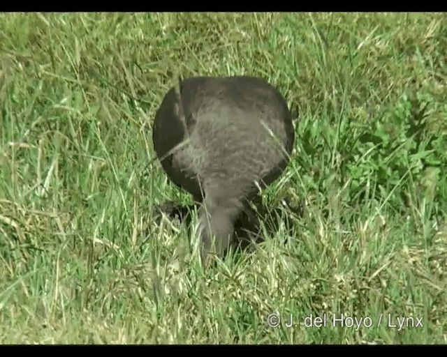 Hadada Ibis - ML201252911