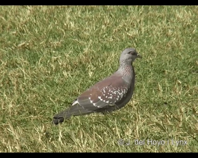 Paloma de Guinea - ML201252951