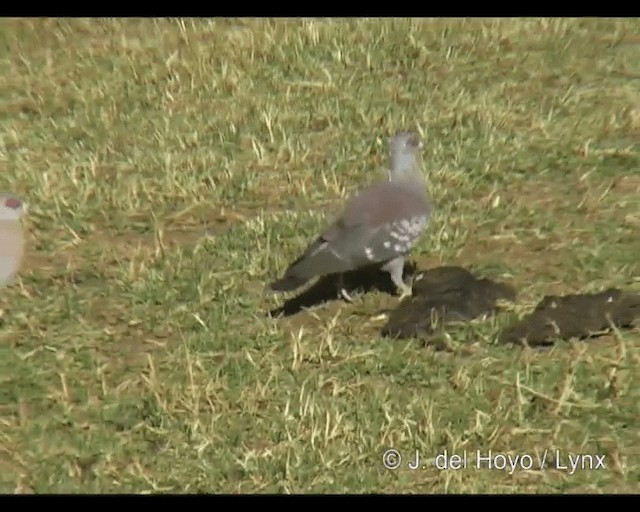 Pigeon roussard - ML201252961