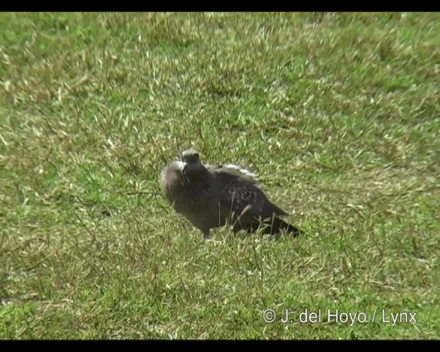 Speckled Pigeon - ML201252971