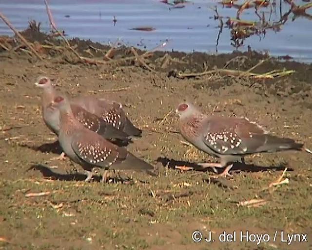 Paloma de Guinea - ML201252981