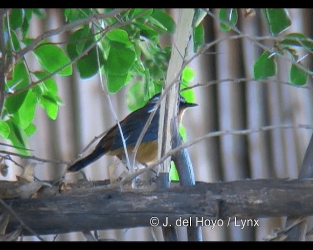 Rüppell's Robin-Chat - ML201252991