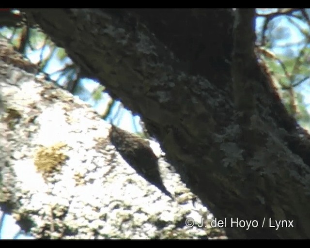 Salpornis de Salvadori - ML201253051