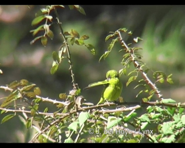 African Citril - ML201253061