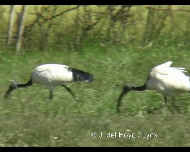 Ibis Sagrado - ML201253081