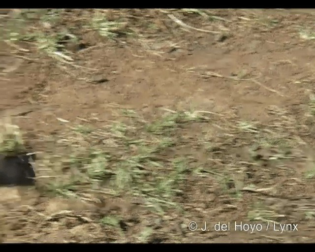 Abyssinian Thrush (Abyssinian) - ML201253091