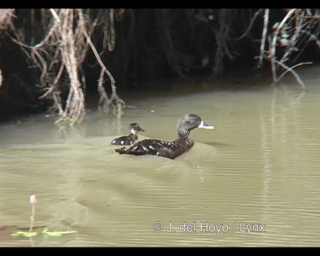 Canard noirâtre - ML201253111