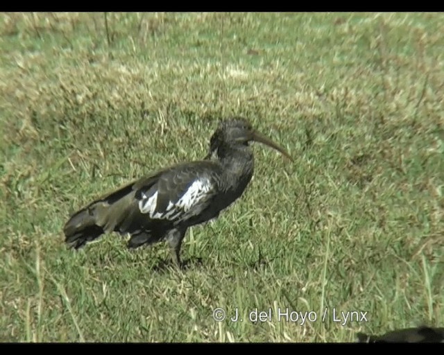 Ibis Carunculado - ML201253121