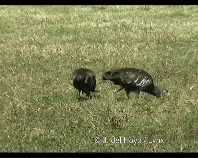 ibis etiopský - ML201253131