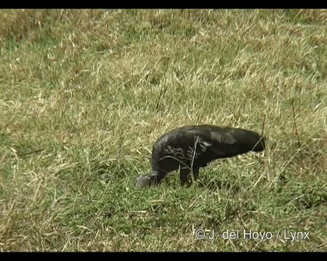 Wattled Ibis - ML201253141